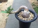 Euphorbia sp. Nova