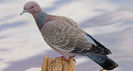 Patagioenas picazuro--- picazuro pigeon
