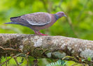 Patagioenas picazuro--- picazuro pigeon
