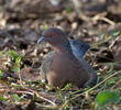 Patagioenas picazuro--- picazuro pigeon