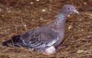 Patagioenas picazuro--- picazuro pigeon