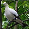 Pied imperial pigeon