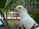 Pied imperial pigeon