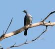 Spectacled imperial pigeon