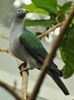 Spectacled imperial pigeon