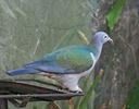 Spectacled imperial pigeon