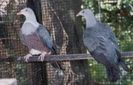 spotted imperial pigeon