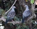 spotted imperial pigeon