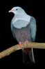 spotted imperial pigeon