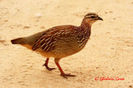 crested francolin