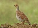 Grey francolin---francolinus pondicerianus