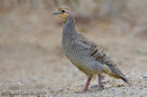 Grey francolin---francolinus pondicerianus