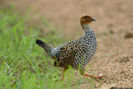 painted francolin