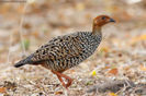 painted francolin