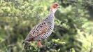 painted francolin