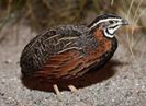 african harlequin quail