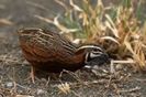 african harlequin quail