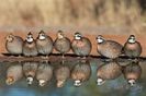 Bobwhite Quail---Colinus virginianus--prepelita de virginia