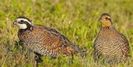 Bobwhite Quail---Colinus virginianus--prepelita de virginia