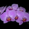 DSCN5382