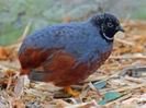 Chinese painted quail---prepelita chinezeasca pitica