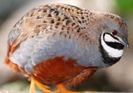 Chinese painted quail---prepelita chinezeasca pitica