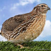 Coturnix coturnix Quail