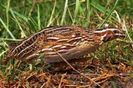 Coturnix coturnix Quail