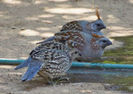 Elegant quail