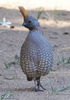 Elegant quail