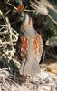 Elegant quail