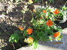Geum coccineum borisii