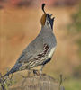 Gambel-s quail ---callipepla gambelii---prepelita de gambel