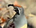 Gambel-s quail ---callipepla gambelii---prepelita de gambel