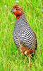 Jungle BUSH quail-----perdicula asiatica