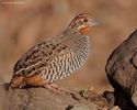 Jungle BUSH quail-----perdicula asiatica