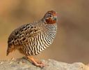 Jungle BUSH quail-----perdicula asiatica