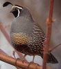 The California Valley Quail----prepelita californiana