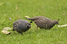 The California Valley Quail----prepelita californiana