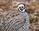 The Mearns Quail