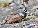 The Mearns Quail