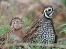 The Mearns Quail