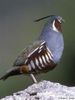 The Mountain Quail---prepelita de munte
