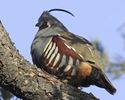 The Mountain Quail---prepelita de munte