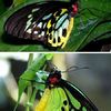 Fluturele urias Queen Alexandra Birdwing