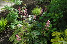 heucherella_tapestry