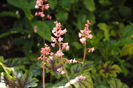 flori heucherella_tapestry