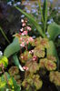 flori heuchera paris