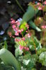 flori heuchera paris