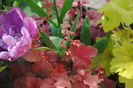 heuchera cherry-cola
